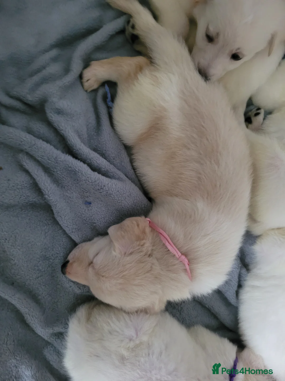 Mixed Breed dogs for sale: Golden shepherd - Advert 6