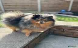 Pomeranian dogs for sale: READY NOW-REDUCED!! TRUE TEDDY BEAR POMERANIAN - Image 6