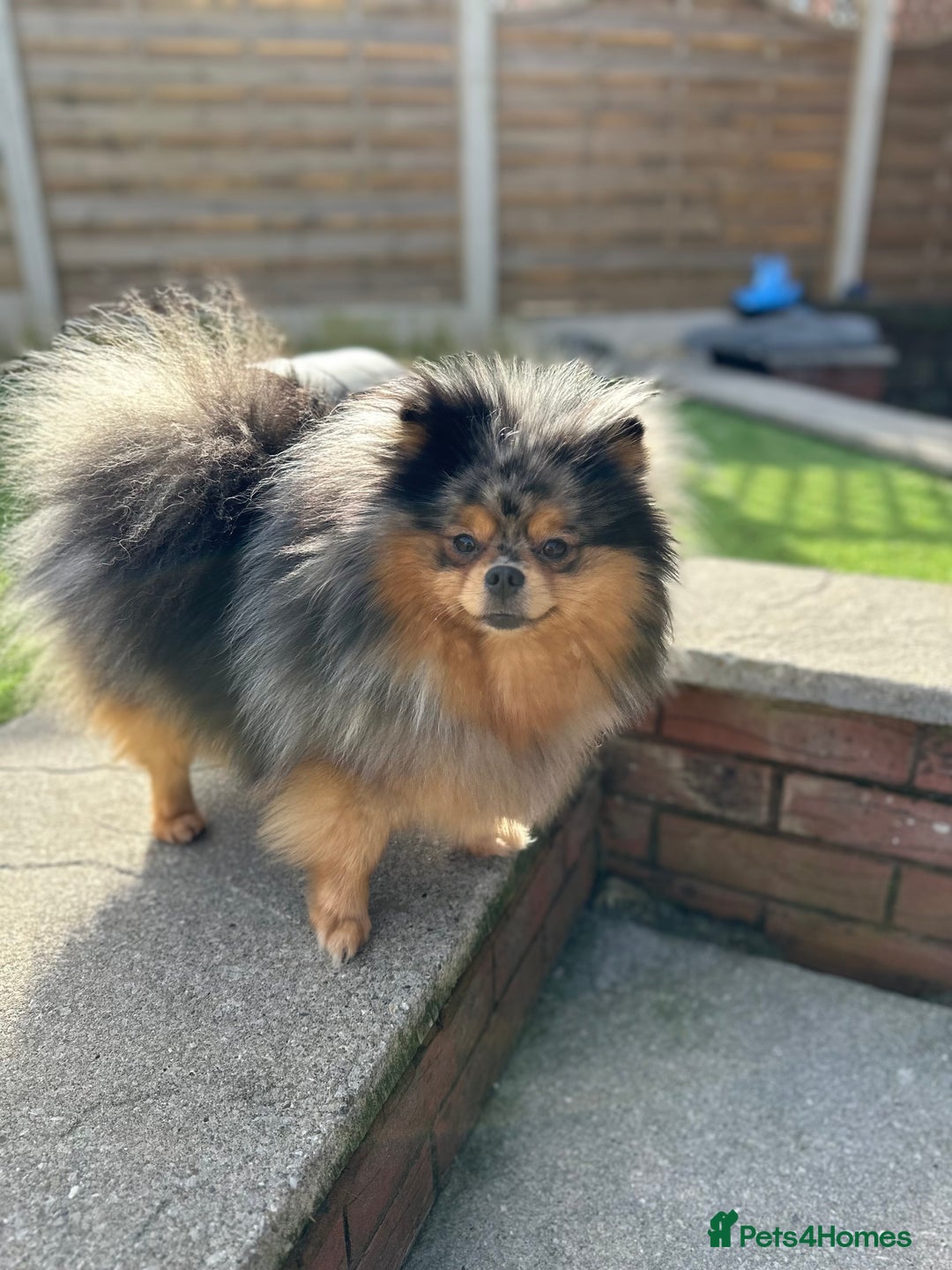 Pomeranian dogs for sale: READY NOW-REDUCED!! TRUE TEDDY BEAR POMERANIAN - Image 6