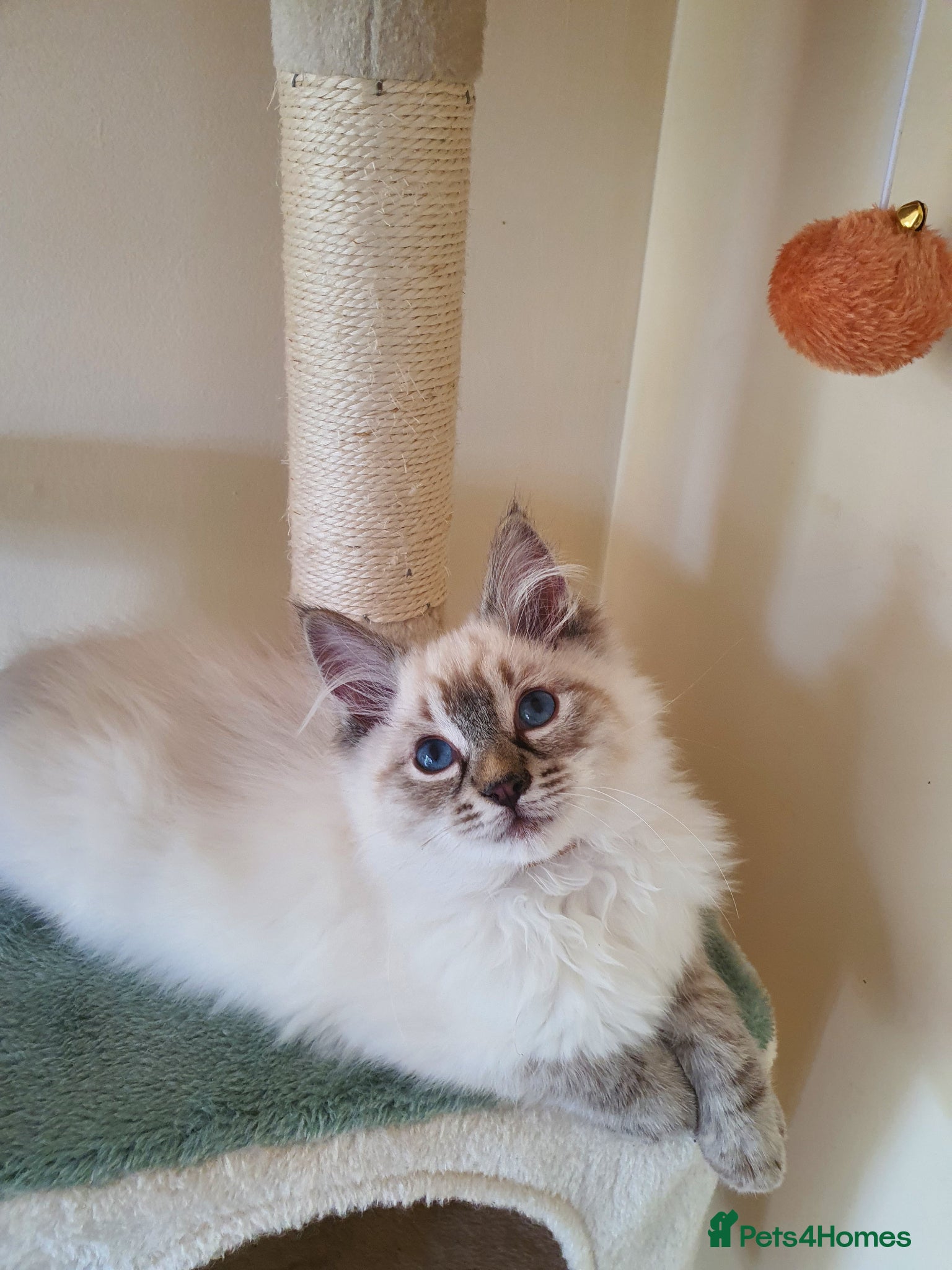 Ragdoll cats Very Beautiful GCCF Registered Ragdoll Kitten. - Advert 2