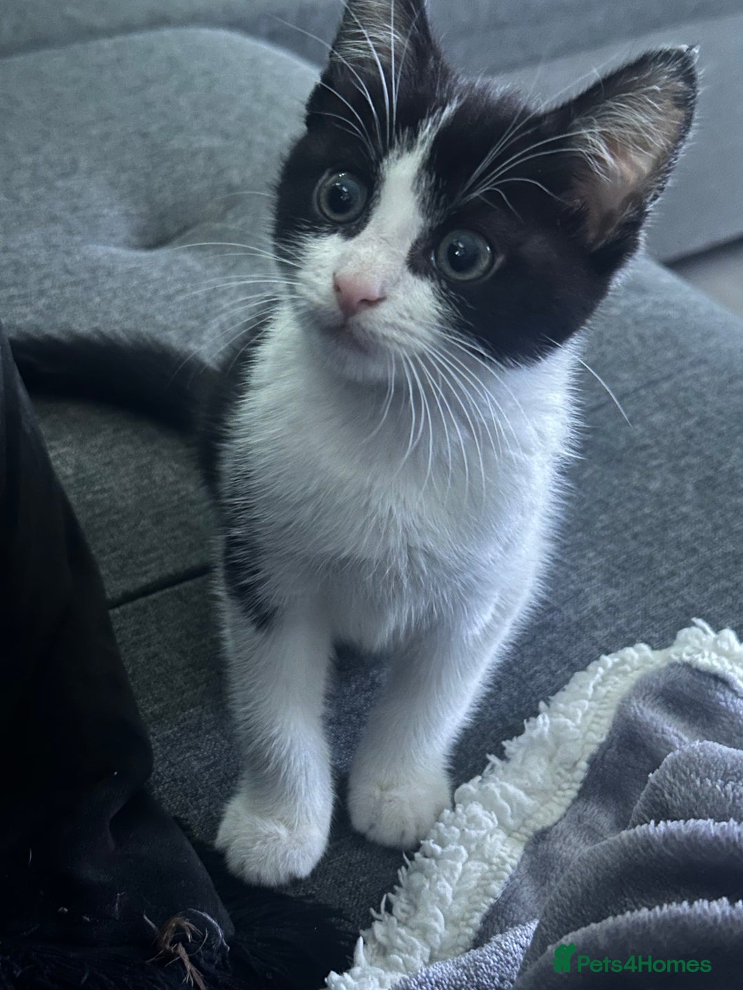 Mixed Breed cats for sale: Baby boy kitten for sale - Advert 1