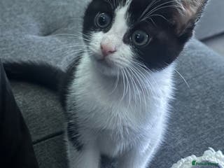 Mixed Breed cats Baby boy kitten for sale - Advert 4