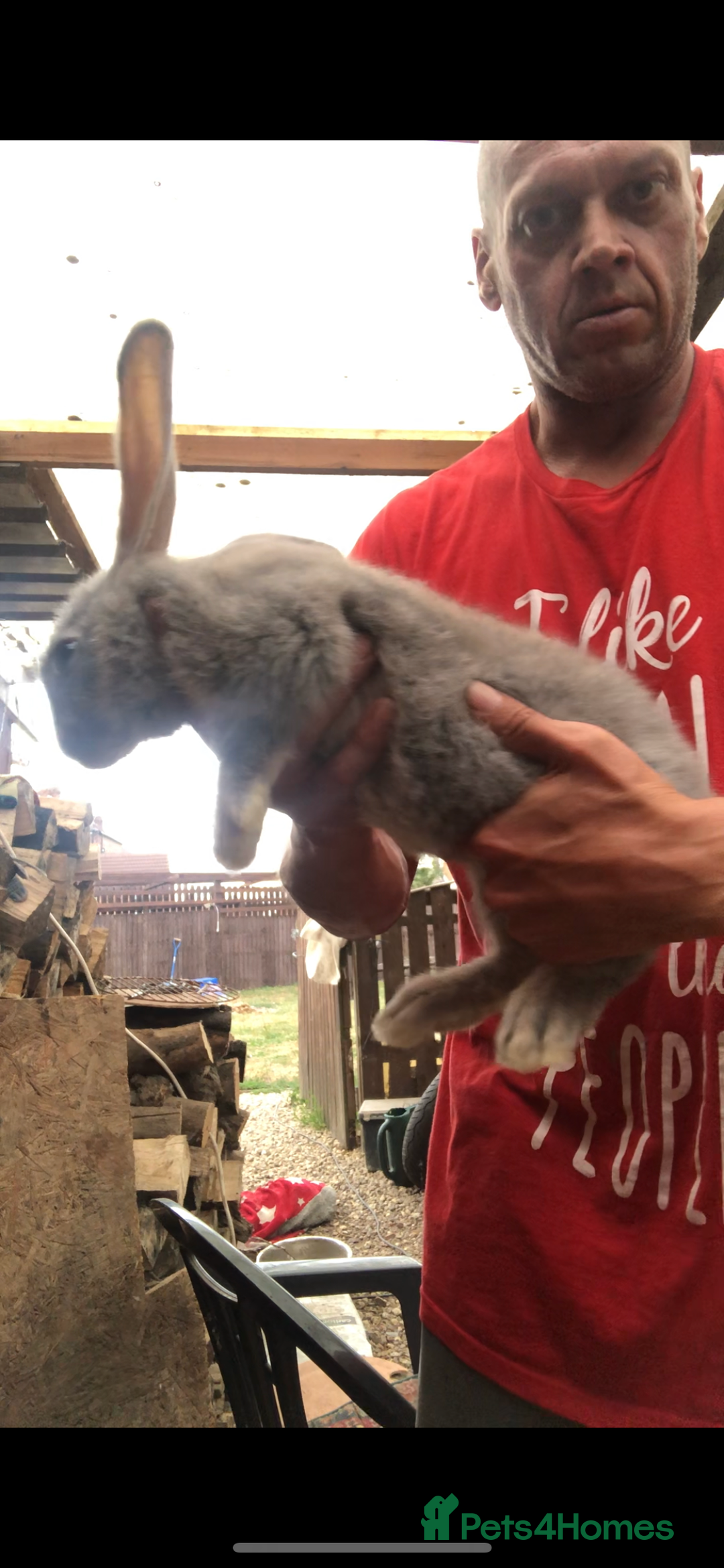 Continental Giant rabbits for sale: Continental giants  - Image 9