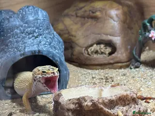 Gecko reptiles Stunning Morph Geko with setup - Advert 6