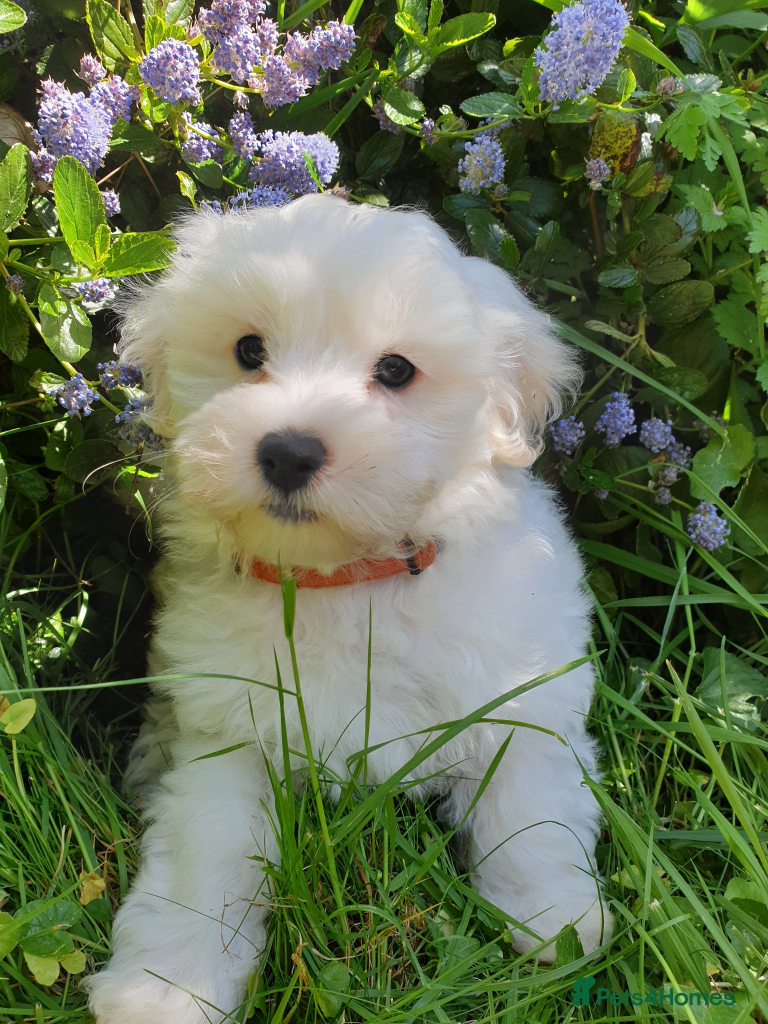 Coton De Tulear dogs K.C. Reg. Coton de Tulear, health tested parents - Advert 2