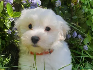 Coton De Tulear dogs K.C. Reg. Coton de Tulear, health tested parents - Advert 2