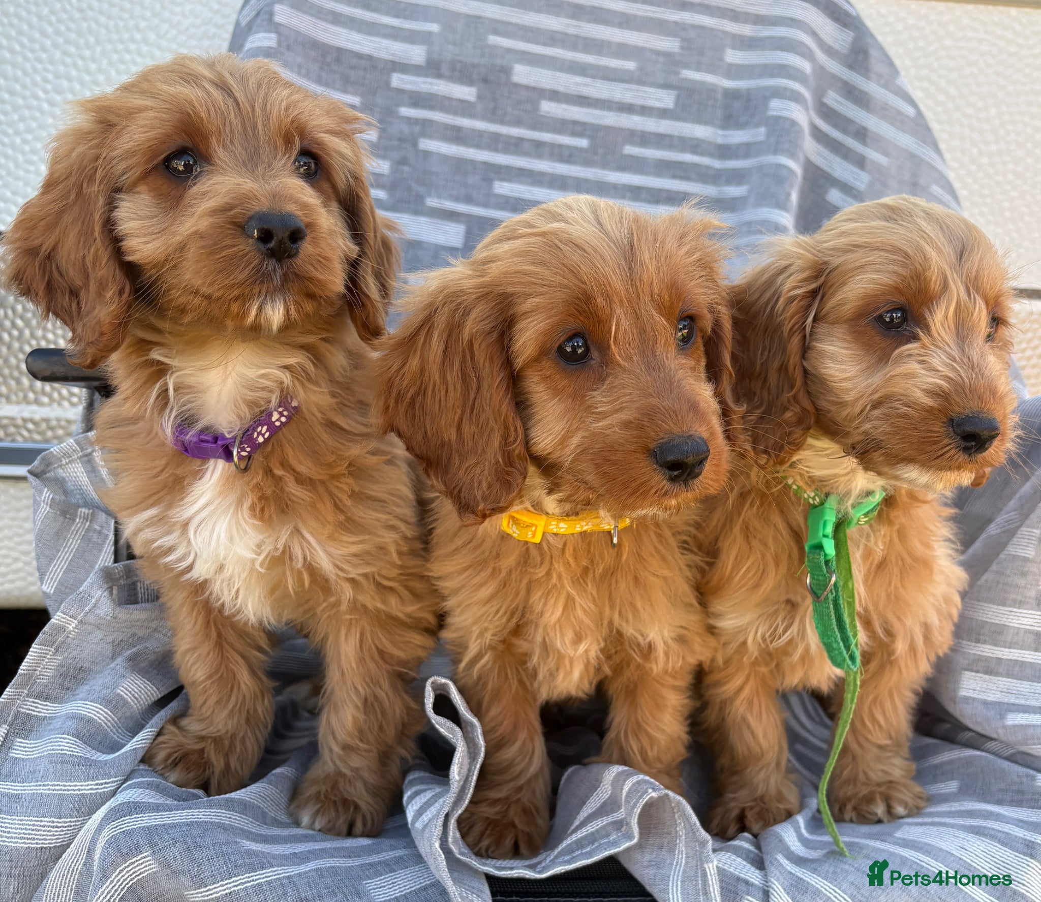 Cockapoo dogs Cockerpoo  - Advert 2