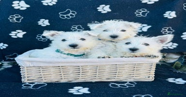 West Highland Terrier dogs - Advert 9