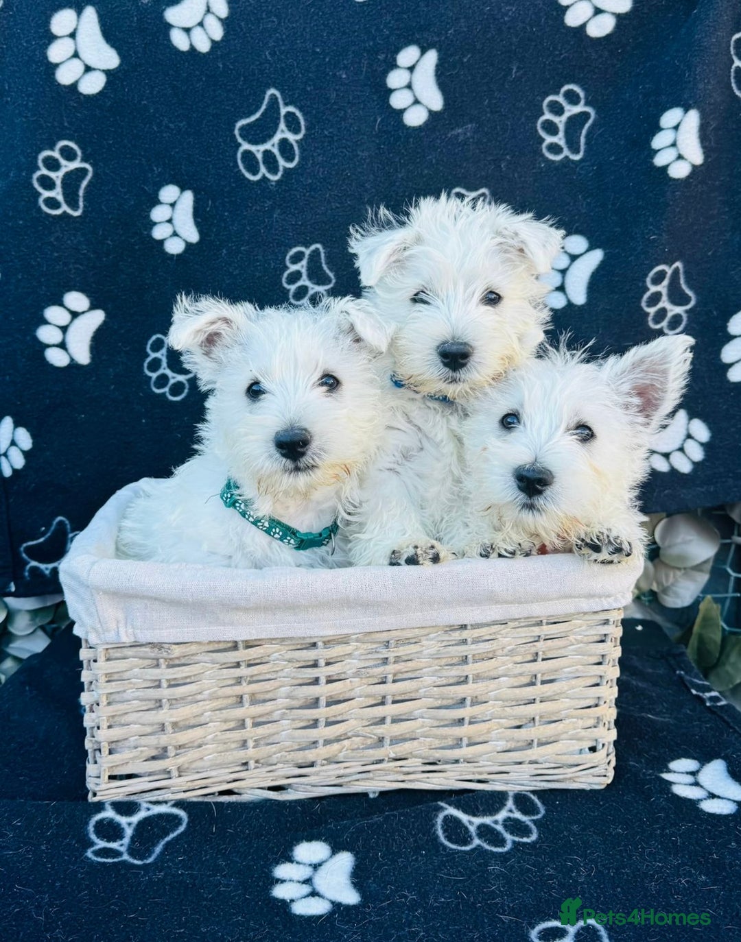 West Highland Terrier dogs for sale: West White Terrier  - Image 2