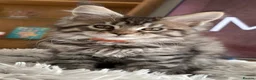 Maine Coon cats for sale: Outstanding show quality Maine coon kittens.  - Advert 19