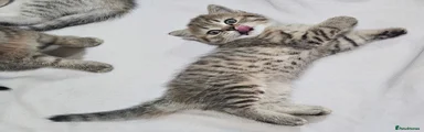 Light ginger brown tabby