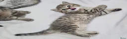 Scottish Fold cats for sale: Adorable Scottish Fold Straight Ear Tabby Kittens - Advert 31