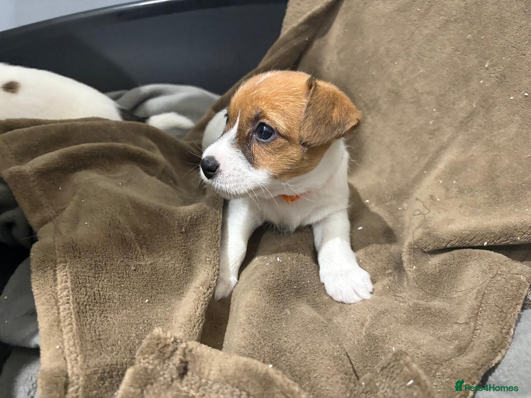 Jack Russell dogs for sale: Traditional old fashioned jack Russel puppies  - Advert 2