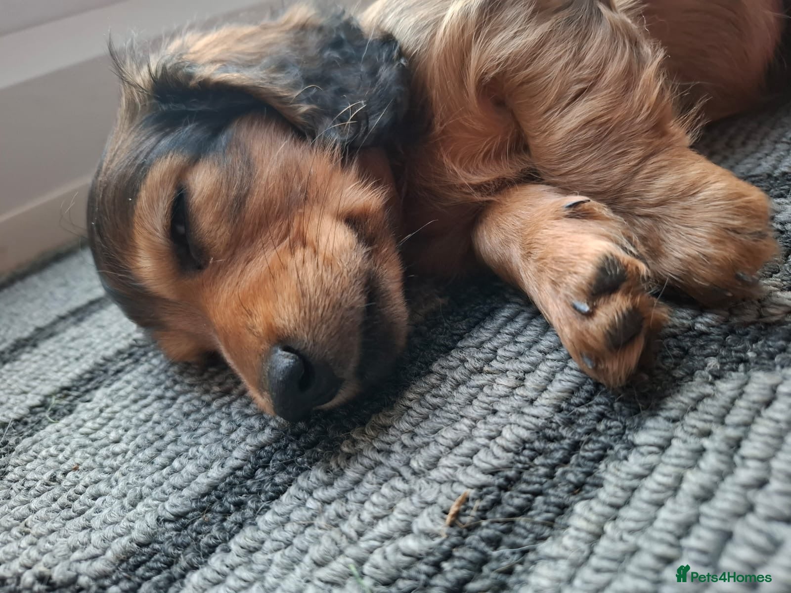 Miniature Dachshund dogs Mini Long Haired Daschund 2 girls left - Advert 2