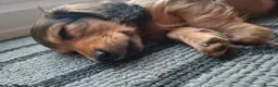 Miniature Dachshund dogs for sale: Mini Long Haired Daschund 2 girls left - Advert 2