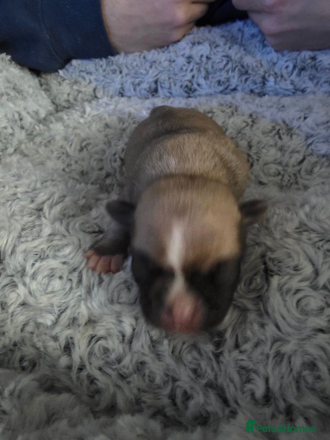 Pug dogs for sale: Kc registered rare colours  - Advert 17