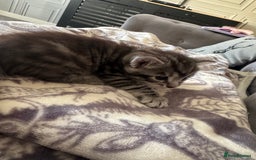 Bengal cats for sale: 4 beautiful part bengal kittens  - Image 9