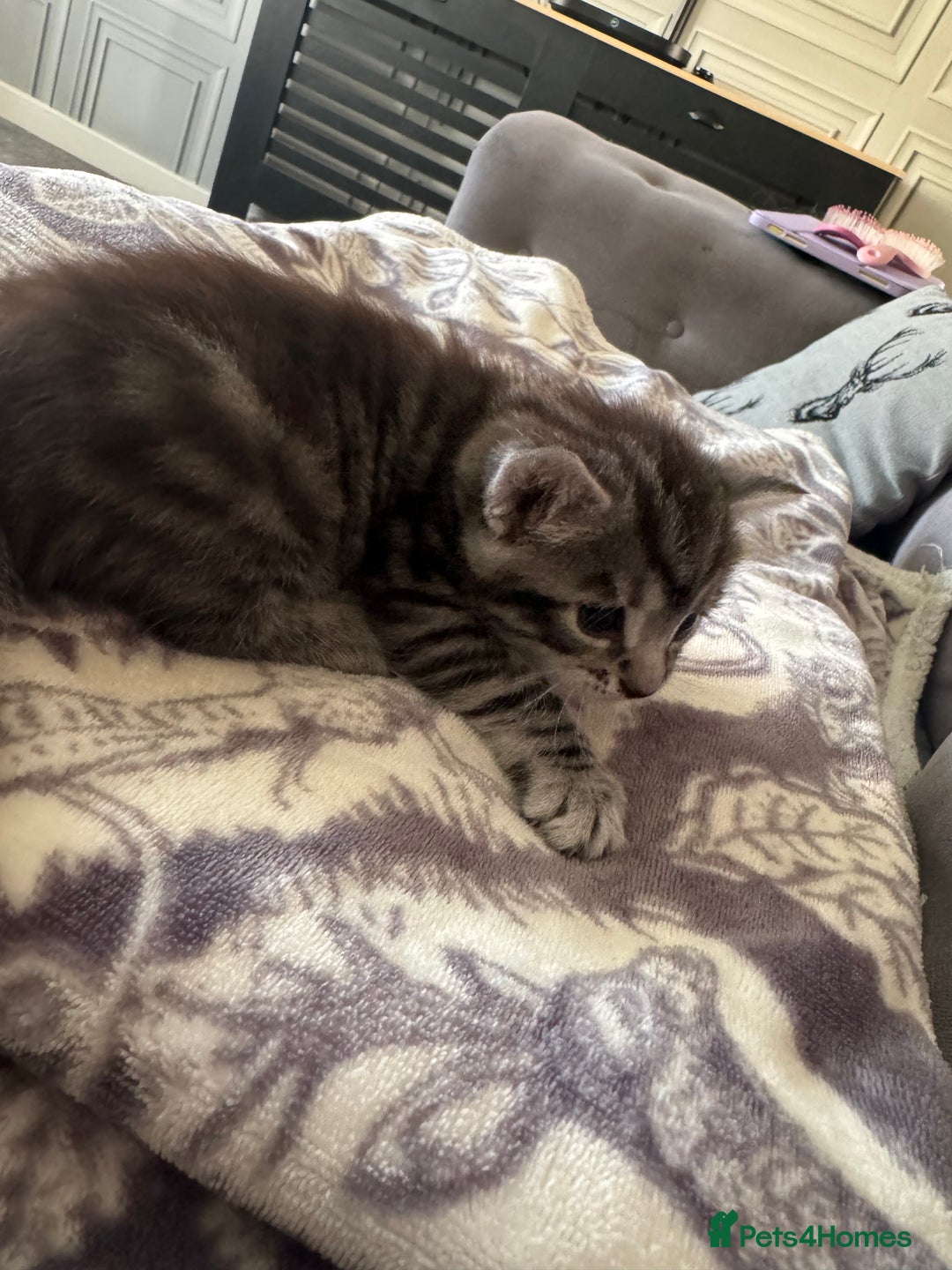 Bengal cats for sale: 4 beautiful part bengal kittens  - Image 9