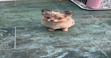 Pomchi dogs - Advert 10
