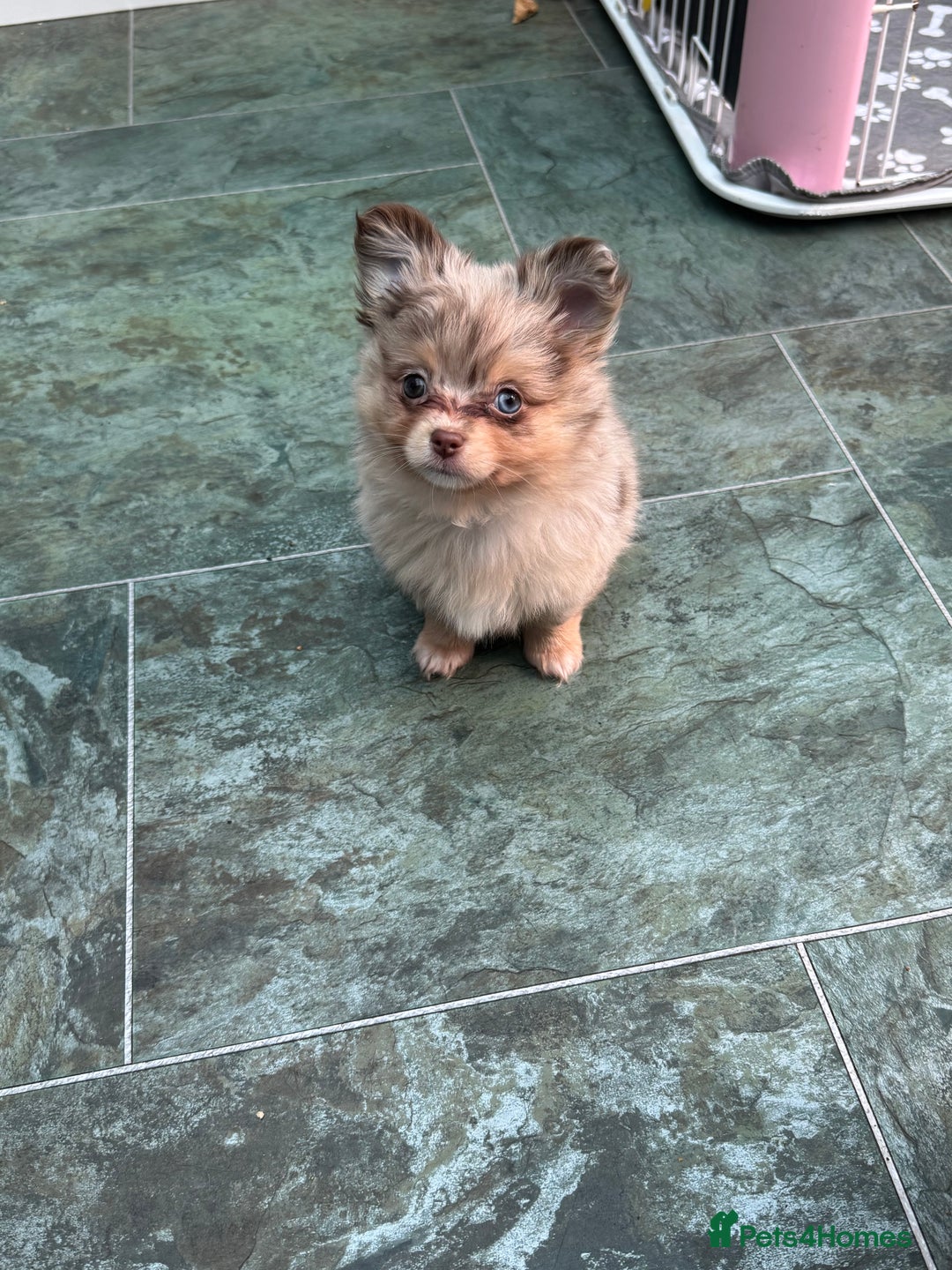 Pomchi dogs for sale: Beautiful Pomchi merl pups - Image 3