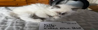 Ragdoll Kitten 5