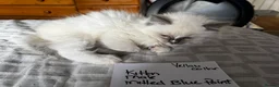 Ragdoll cats for sale: Beautiful Ragdoll kittens - Advert 13