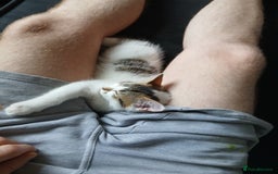 Mixed Breed cats for sale: Two kittens available  - Image 5