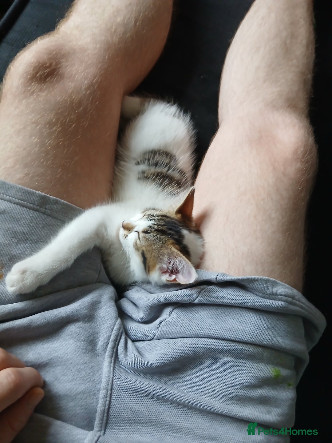 Mixed Breed cats for sale: Two kittens available  - Image 5