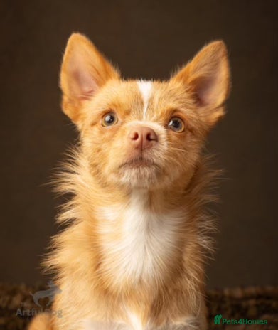 Chihuahua dogs in Tadley - Advert 9