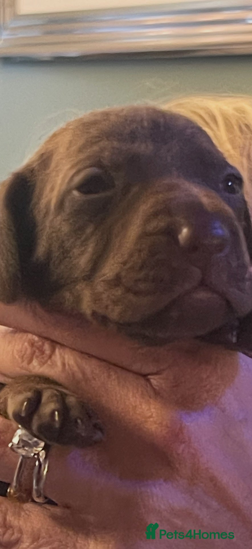 Mixed Breed dogs Beautiful Vizmaraner - Advert 1