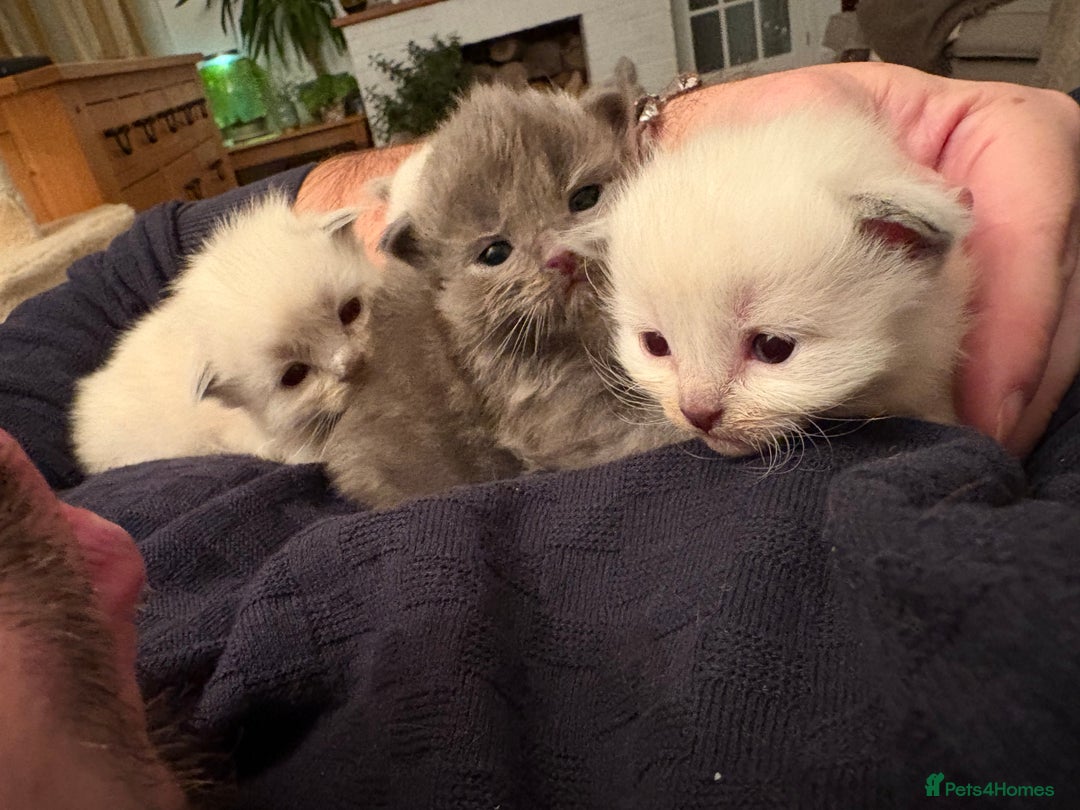 Ragdoll cats for sale: Beautiful Ragdoll Kittens  - Advert 2