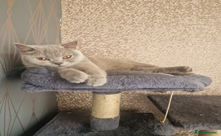 British Shorthair cats British shorthair kittens - Advert 1