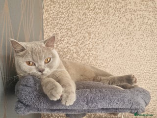 British Shorthair cats British shorthair kittens - Advert 5