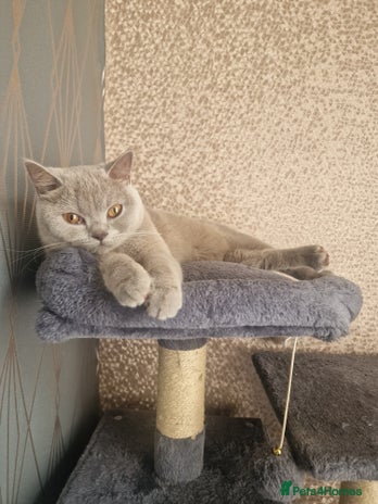 British Shorthair cats British shorthair kittens - Advert 2