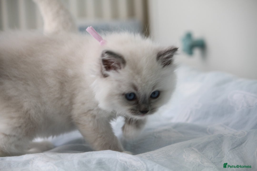 Ragdoll cats for sale: Active TICA princesses 👑❤️🩷💜 - Image 33