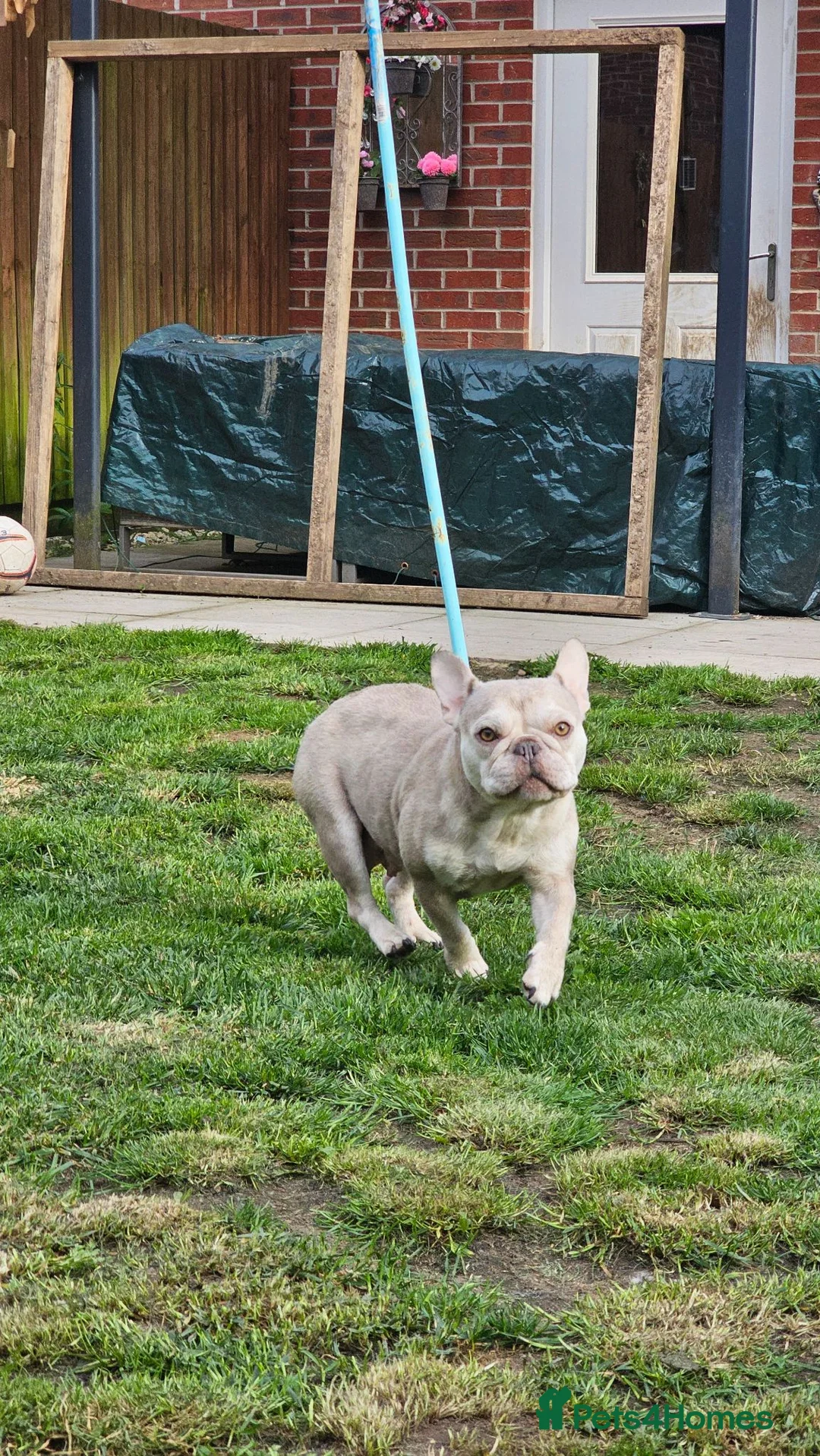 French Bulldog dogs for sale: LAST FEMALE FRENCH BULLDOG PUPPY - Advert 8