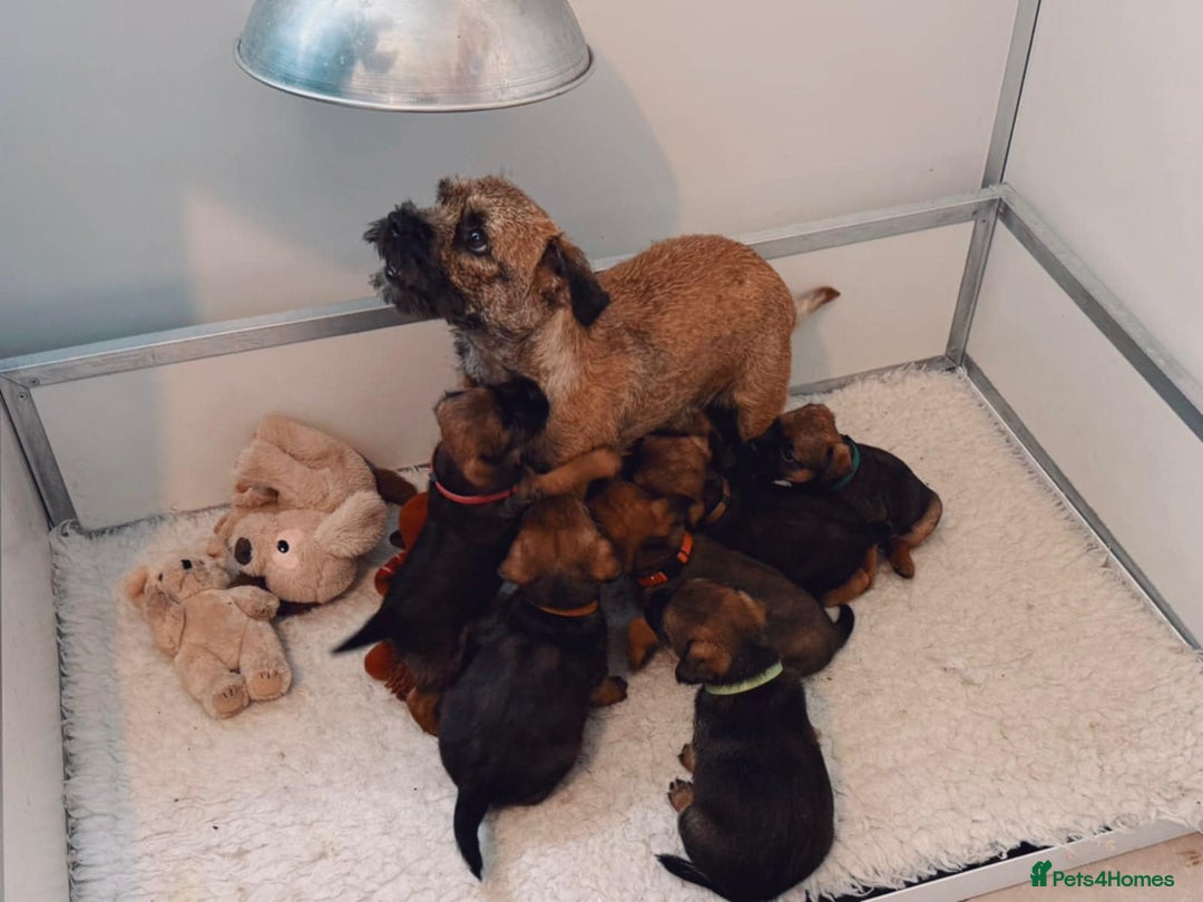 Border Terrier dogs for sale: Border Terrier Female Puppy - Image 1