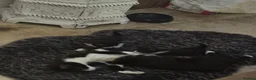 Mixed Breed cats for sale: Beautiful black and white kittens - Advert 17