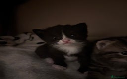 Domestic Shorthair cats for sale: beautiful kittens looking for their forever home - Image 9