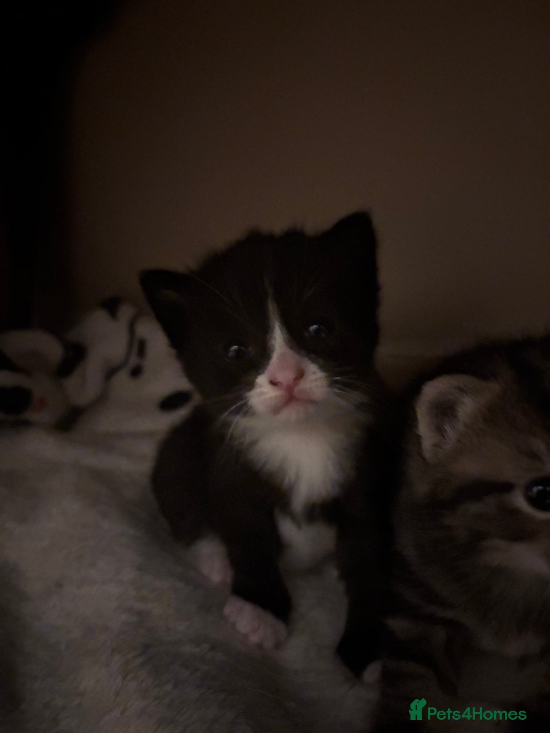 Domestic Shorthair cats for sale: beautiful kittens looking for their forever home - Image 9