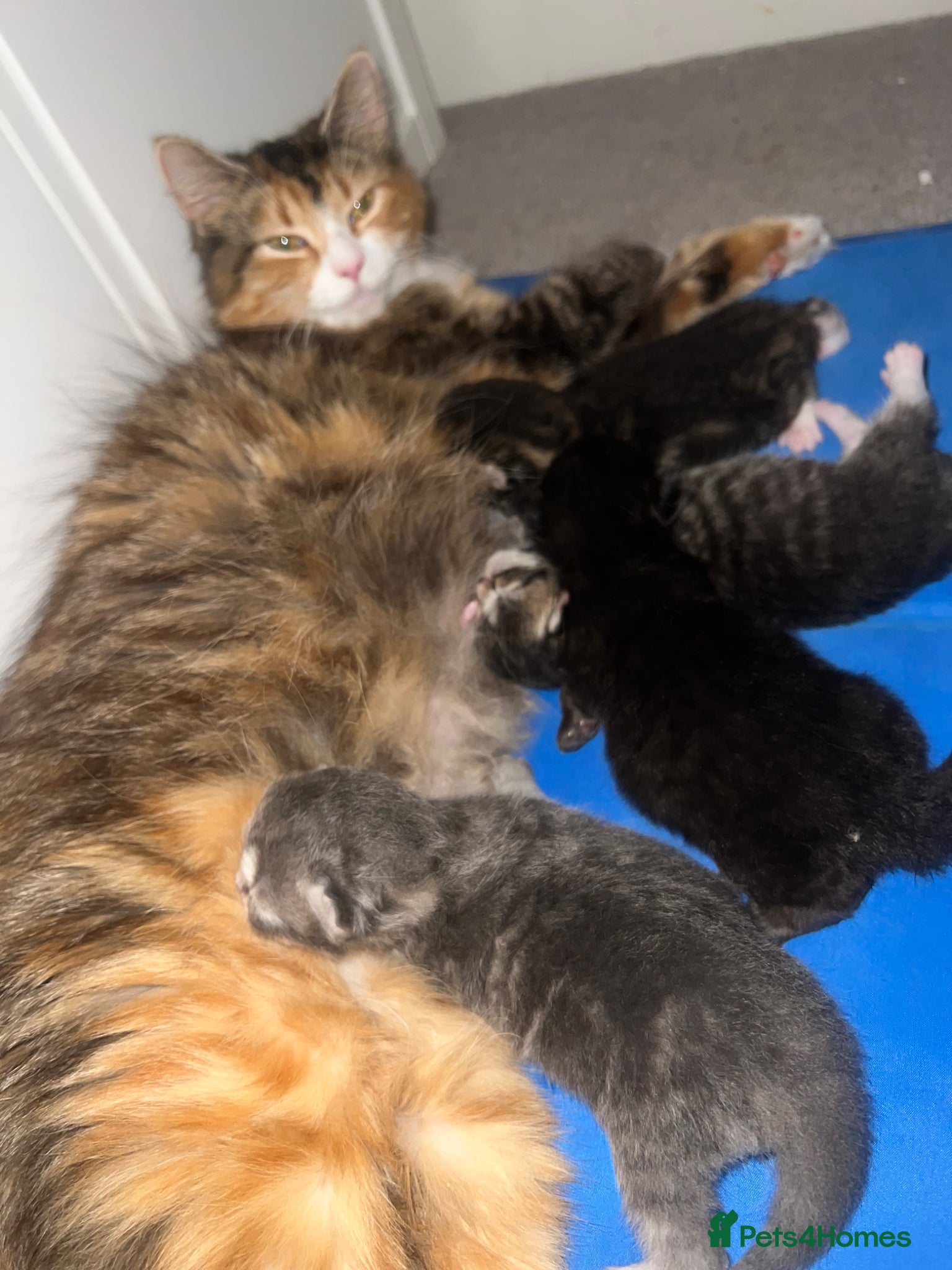 Persian cats Persian X Domestic Longhair Kittens for sale  - Advert 3