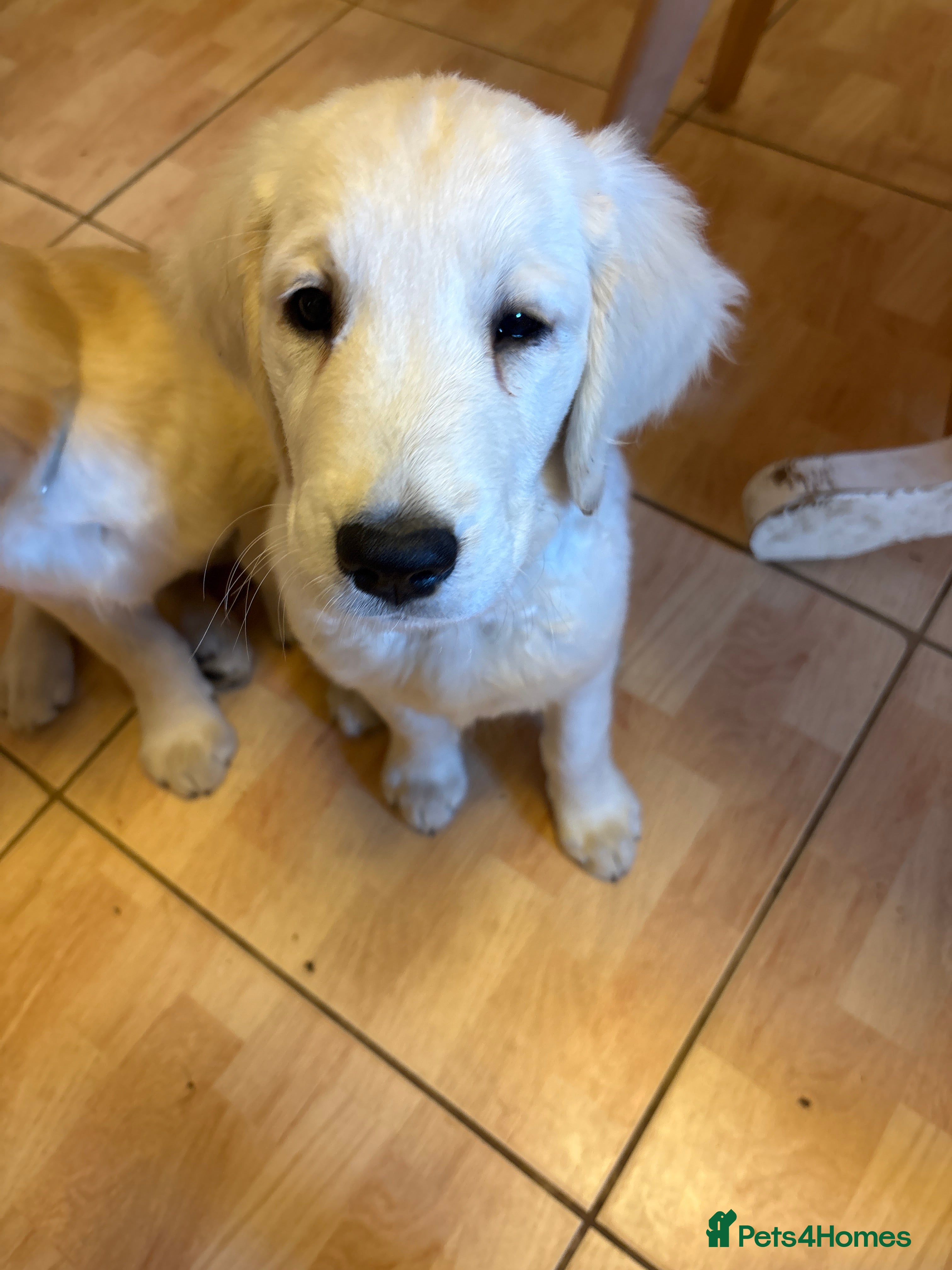 Golden Retriever dogs Puppies ready for loving forever homes - Advert 2