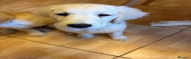 Golden Retriever 7
