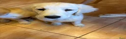 Golden Retriever dogs for sale: Puppies ready for loving forever homes - Advert 11