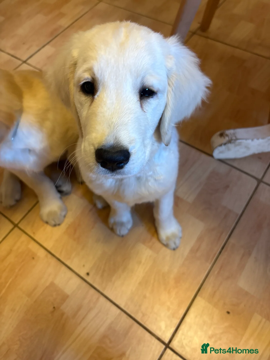Golden Retriever dogs for sale: Puppies ready for loving forever homes - Advert 2