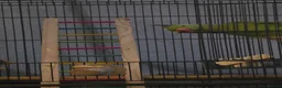 Ringnecks birds for sale: 9 month old indian ringneck parrot male - Advert 2