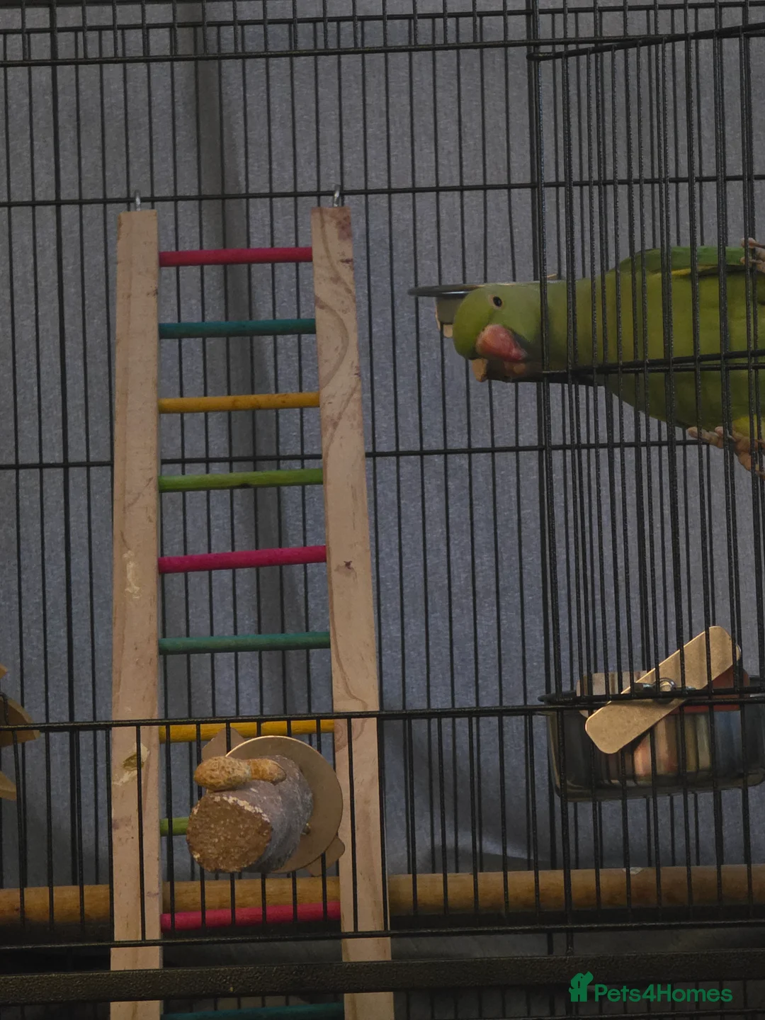 Ringnecks birds for sale: 9 month old indian ringneck parrot male - Advert 2