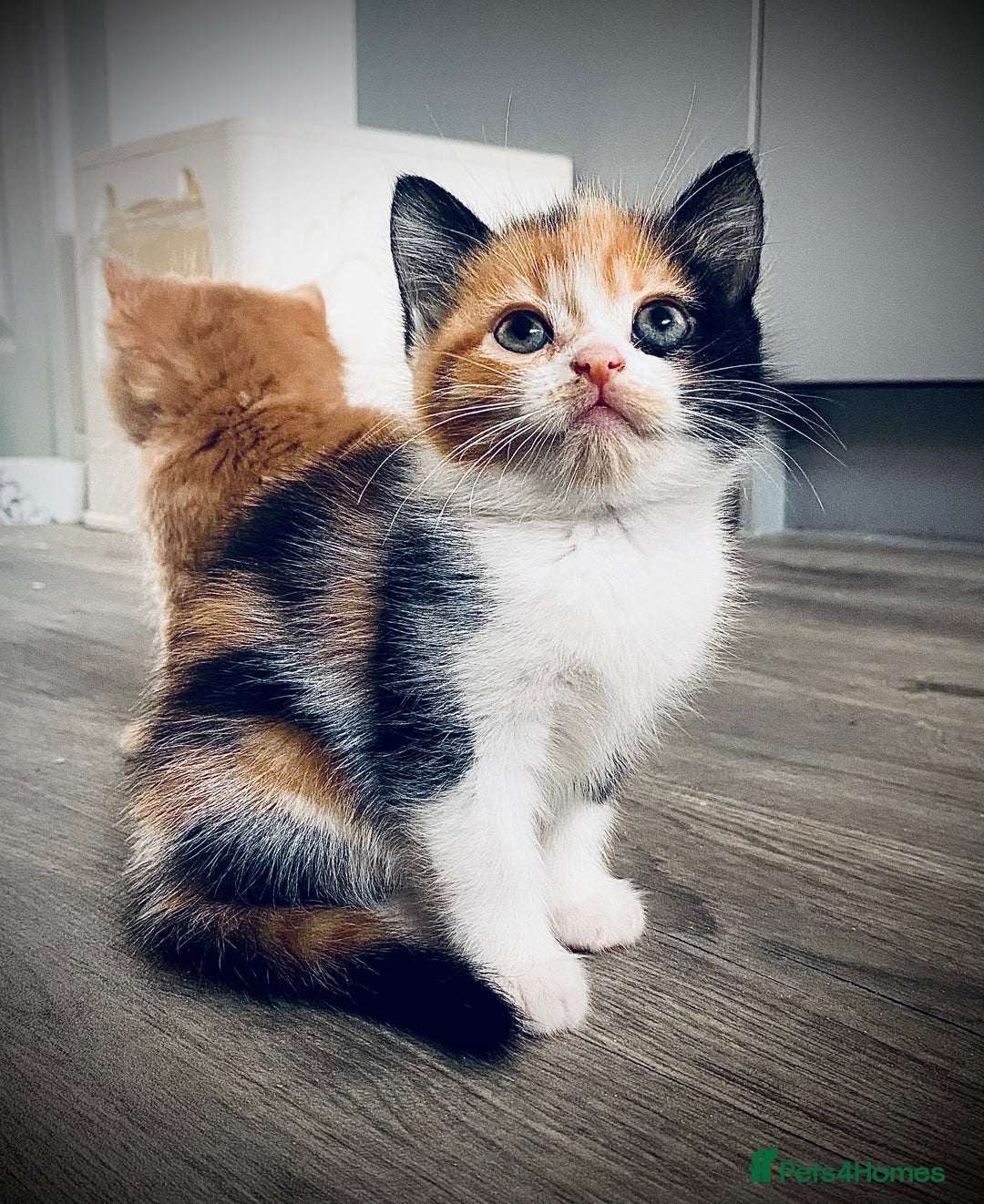 British Longhair cats for sale: 4 gorgeous fluffy kittens - Image 13