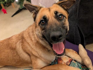 Mixed Breed dogs Lydia the swettest fire survivor - Advert 1