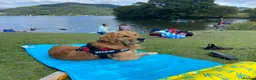 Golden Retriever dogs for stud: STUD - Beautiful Pure Golden Retriever - Advert 18